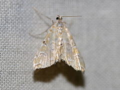 Elophila icciusalis