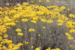 Grindelia anethifolia