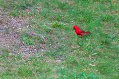 Cardinalis cardinalis