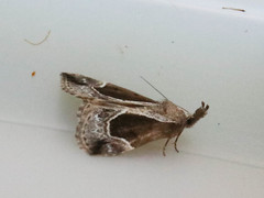 Hypena crassalis
