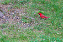 Cardinalis cardinalis