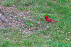 Cardinalis cardinalis