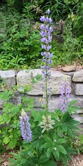 Lupinus perennis