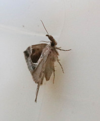 Hypena crassalis