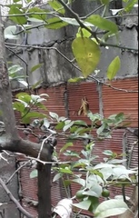 Heraclides homothoas