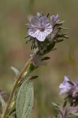 Phacelia exilis