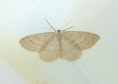 Scopula ternata