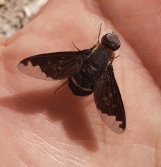 Hemipenthes velutina