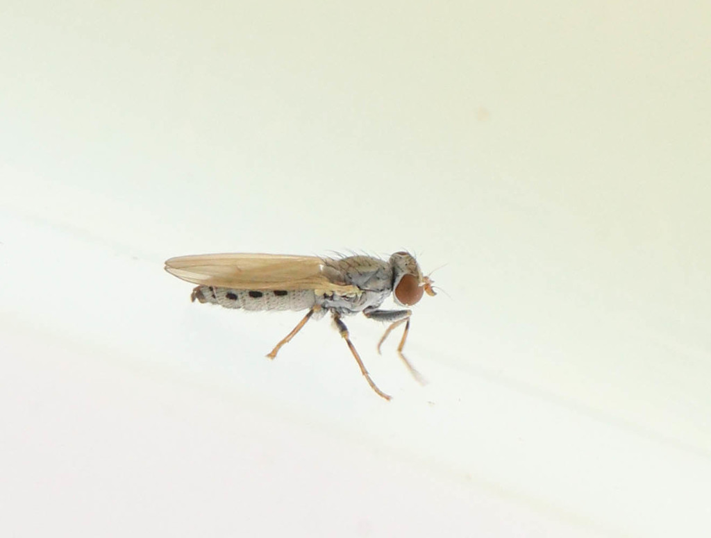 Parochthiphila spectabilis