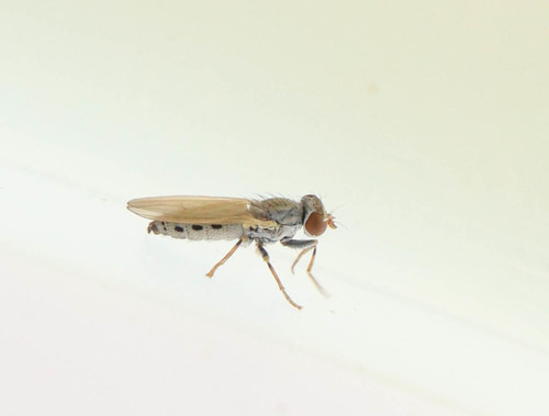 Parochthiphila spectabilis