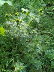 Matricaria discoidea