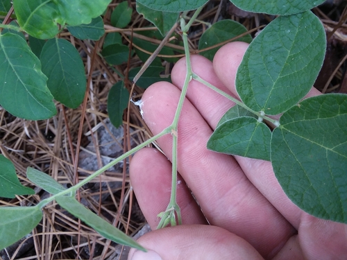 Image of Rhynchosia tomentosa by (c) Will McFarland, some rights reserved (CC BY)