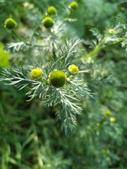 Matricaria discoidea