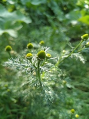 Matricaria discoidea