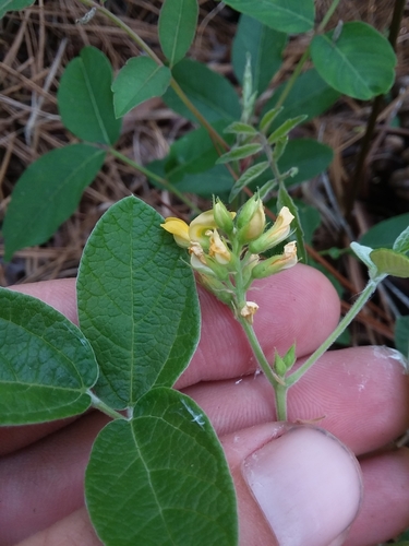 Image of Rhynchosia tomentosa by (c) Will McFarland, some rights reserved (CC BY)