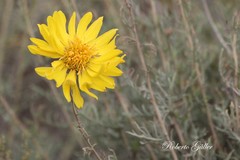 Grindelia anethifolia