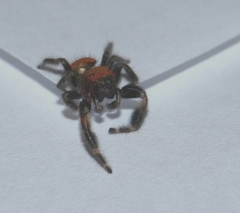 Phidippus pius