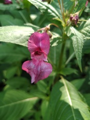 Impatiens glandulifera