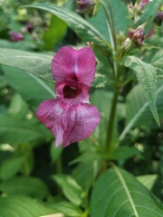 Impatiens glandulifera