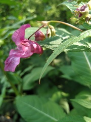 Impatiens glandulifera