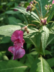 Impatiens glandulifera
