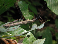 Pseudophasma bispinosum