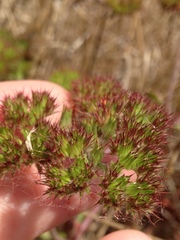 Chorizanthe
