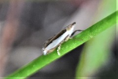 Crambus quinquareatus