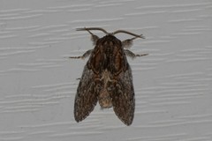 Peridea basitriens