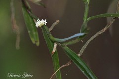 Campylocentrum aromaticum