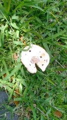 Chlorophyllum molybdites image