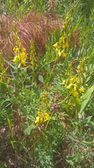 Cytisus nigricans