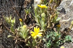 Senecio crepidifolius