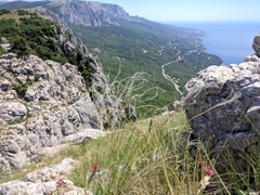 Stipa lithophila