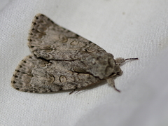 Acronicta laetifica