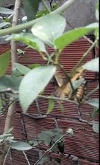 Heraclides homothoas