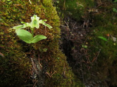 Neottia borealis