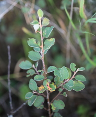Cotoneaster alaunicus