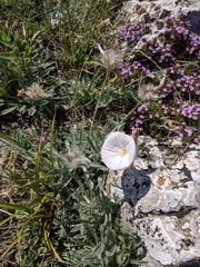 Convolvulus calvertii