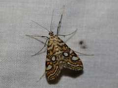 Elophila ekthlipsis