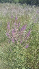 Salvia virgata
