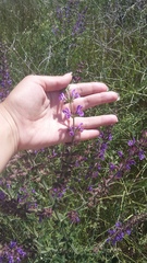 Salvia virgata