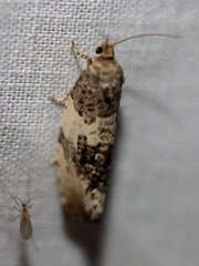 Pseudosciaphila duplex