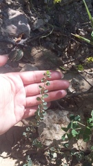 Andrachne telephioides