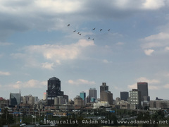 Threskiornis aethiopicus