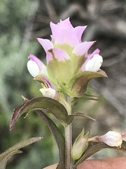 Orthocarpus cuspidatus