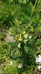 Pedicularis foliosa