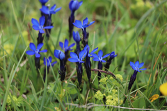 Gentiana bavarica