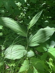 Cypripedium parviflorum