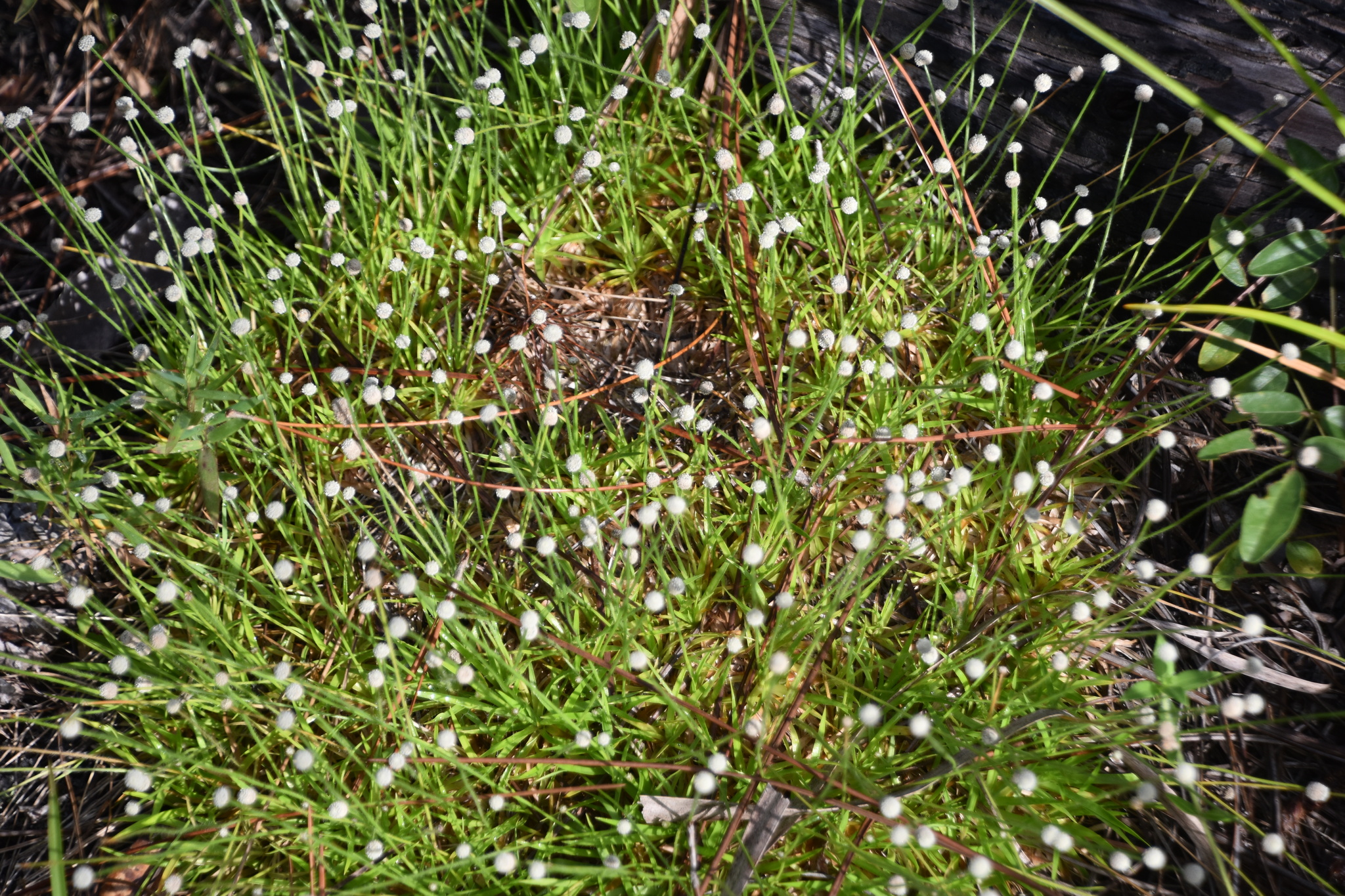 Lachnocaulon